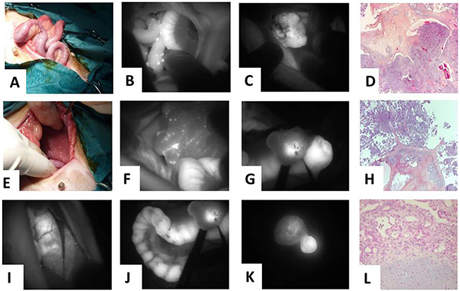Veterinary clinical trial of fluorescence molecular imaging-guided surgery using Angiostamp&#x2122; in a case of disseminated canine ovarian cancer.
