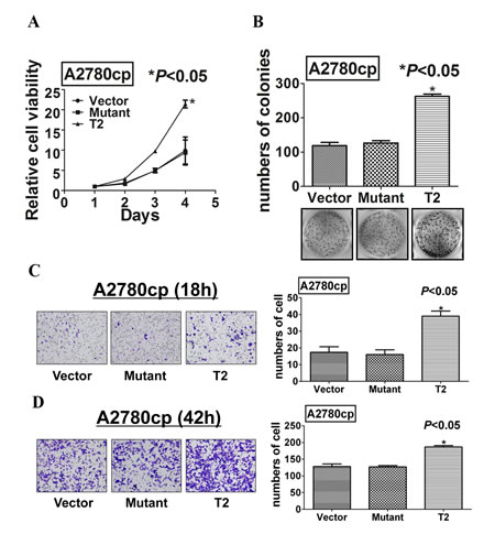 Mutation at Ser412 of TAK1 completely abrogates its function in ovarian cancer aggressiveness.