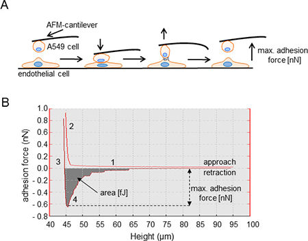 Illustration of adhesion force measurements using single cell force spectroscopy (SCFS).