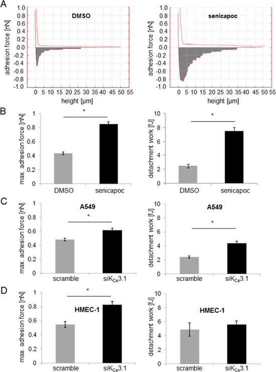 Inhibition of KCa3.1 channels increases the adhesion force between A549 NSCLC and HMEC-1 endothelial cells.