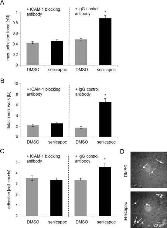 Inhibiton of ICAM-1 prevents KCa3.1 channel-dependent strengthening of adhesion.