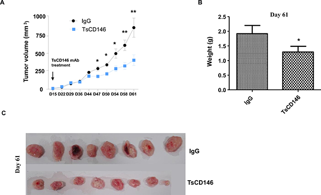 Effect of TsCD146 mAb on growth of C81-61 cells in an animal model of xenograft.