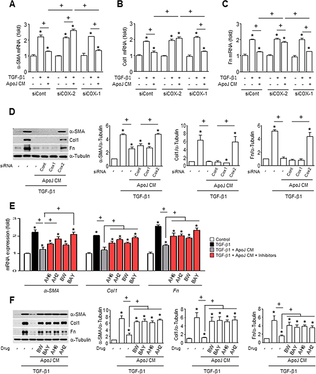 COX-2-derived PGE2 and PGD2 inhibit myofibroblast phenotype markers in MLg cells in conditioned medium.