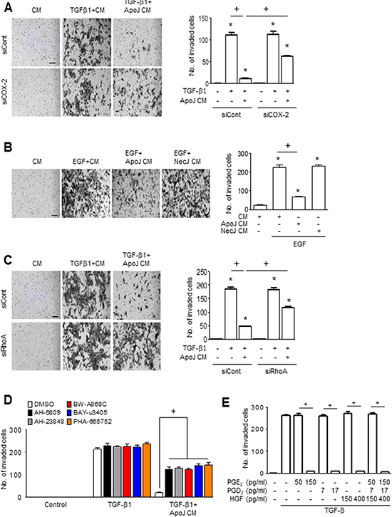 PGE2, PGD2, and HGF secretion mediates the inhibition of MLg cell invasion by the conditioned medium.