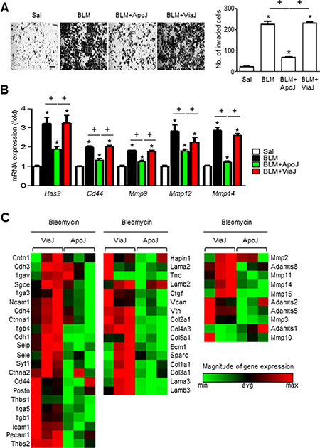 Apoptotic cell instillation suppresses invasiveness of primary lung fibroblasts and the expression of genes involved in invasion.