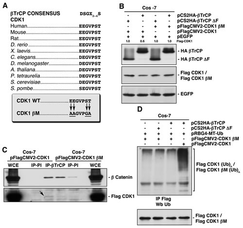 Identification of the &#x3b2;TrCP recognition motif in CDK1, whose mutation avoids both &#x3b2;TrCP/CDK1 interaction, and CDK1 ubiquitination and degradation.