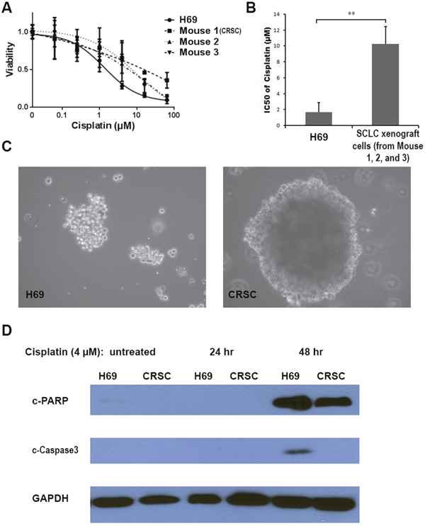 In vitro Cisplatin resistance of Cisplatin-selected SCLC cells.