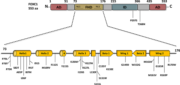 FOXC1 schematic structure and FOXC1 missense mutations.