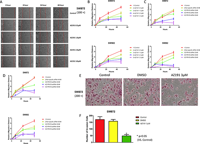 Inhibition of DYRK1B by kinase inhibitor AZ191 or RNAi impairs motility in liposarcoma cell lines.