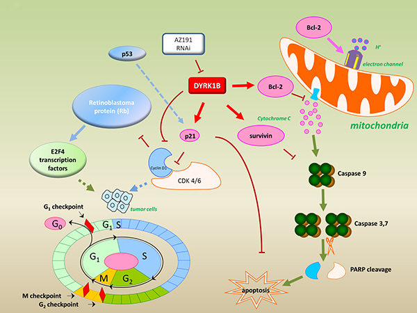 Model for targeting DYRK1B to regulate cell proliferation and apoptosis in liposarcoma.