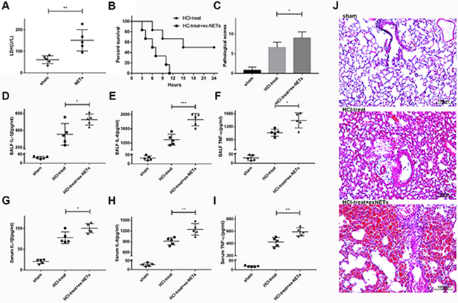 Exogenous NETs aggravated lung damage and inflammation in mice with ARDS.