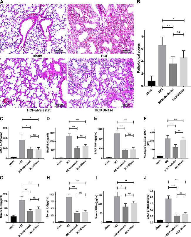 Alvelestat or DNase provided similar protection against ARDS.