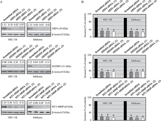 Effect of ARF6, NEDD9 and MT1-MMP silencing on protein expression and invasiveness of malignant cells.