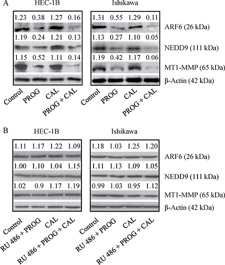 Expression of ARF6, NEDD9 and MT1-MMP in endometrial cancer lines.