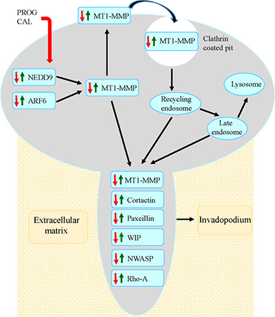 Model for progesterone-calcitriol mediated inhibition of MT1-MMP initiated invasive potential of cancer cells.
