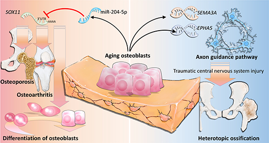 The proposed novel molecular mechanisms of gene regulations involved in aging osteoblasts.