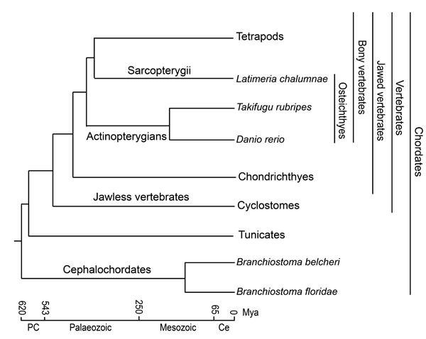 Phylogenetic