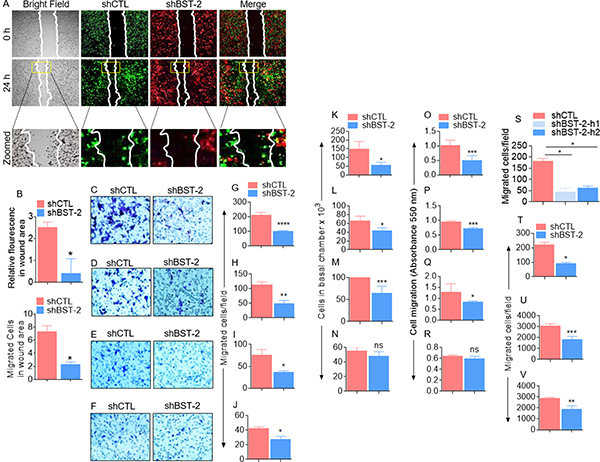 BST-2 broadly promotes cancer cell migration.