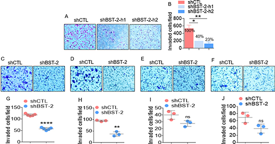 BST-2 broadly promotes invasion of cancer cells.