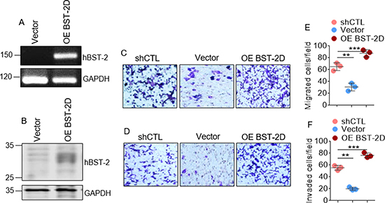 Exogenously expressed BST-2 rescues cancer cell migration and invasion in BST-2 suppressed cells.