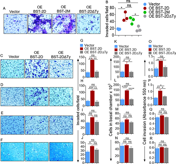 Identification of the domain of BST-2 that controls cell invasion.