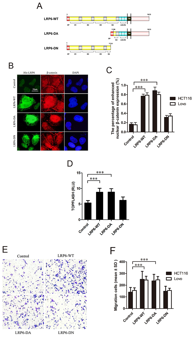 Activated LRP6 stimulates Wnt/&#x03B2;-catenin signaling and promotes cell migration.