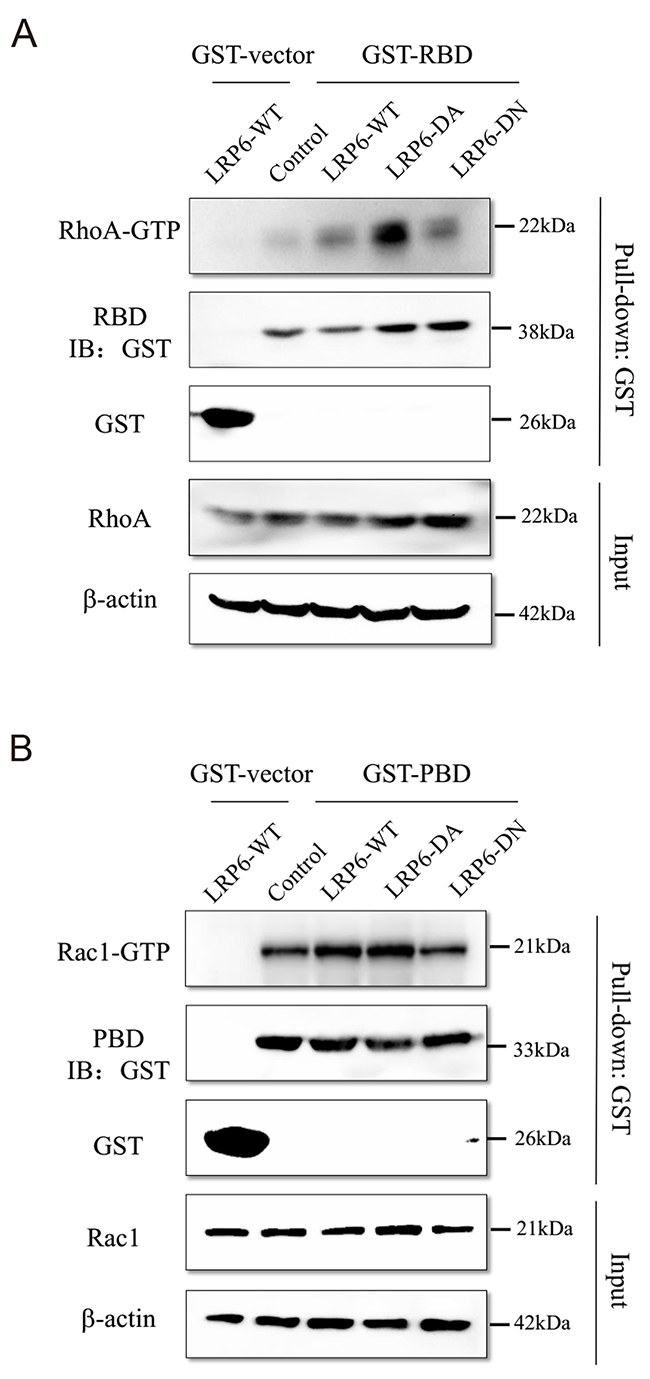 LRP6 regulate Rho GTPase activity.