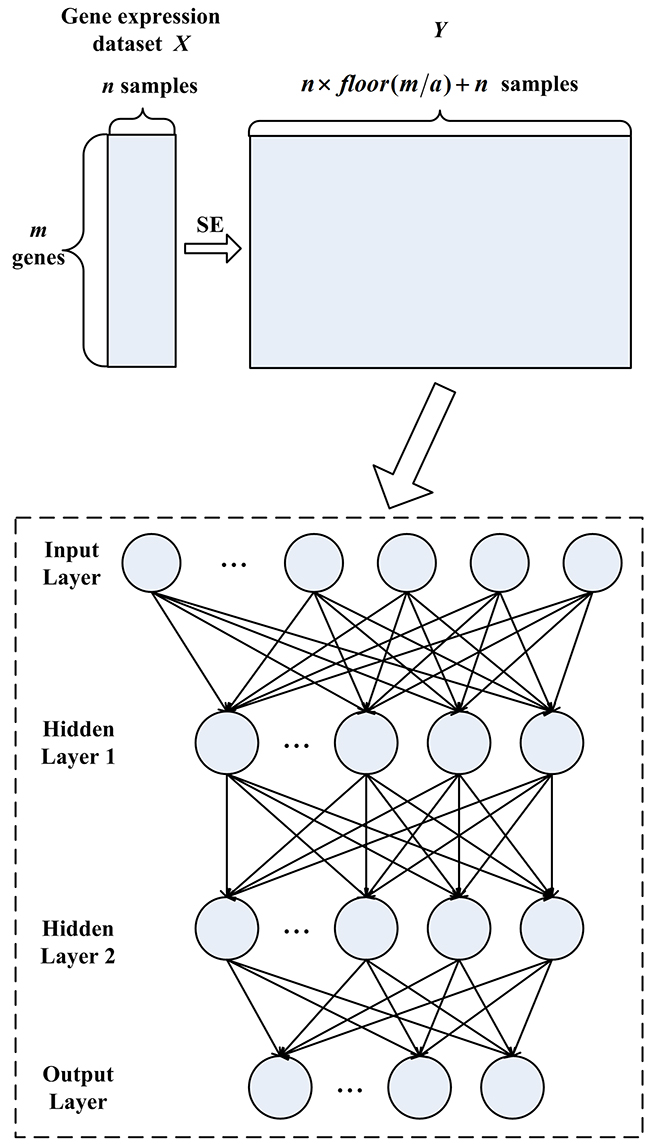 The SESAE architecture consisting of sample expansion process, one input layer, two hidden layers and one output layer.