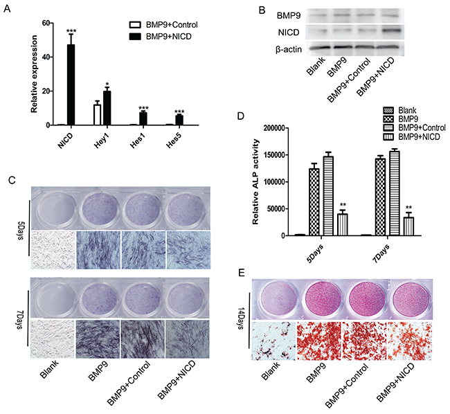 Notch activation inhibits BMP9-induced C3H10T1/2 osteogenic differentiation.