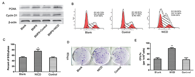 Notch activation is involved in the regulation of MSC proliferation and stemness maintenance.
