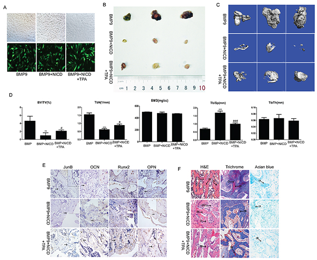The effect of activated Notch signaling on BMP9-induced ectopic bone formation in vivo.