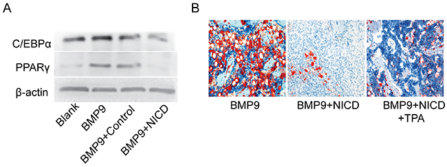 Notch signaling activation inhibits BMP9-induced adipogenic differentiation.