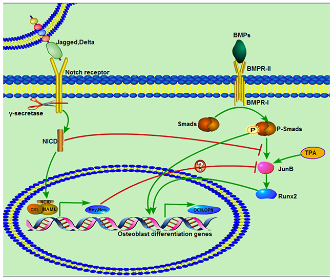 Diagram demonstrating a proposed mechanism of activated Notch signaling in C3H10T1/2 cells and interaction with BMP/Smad signaling.