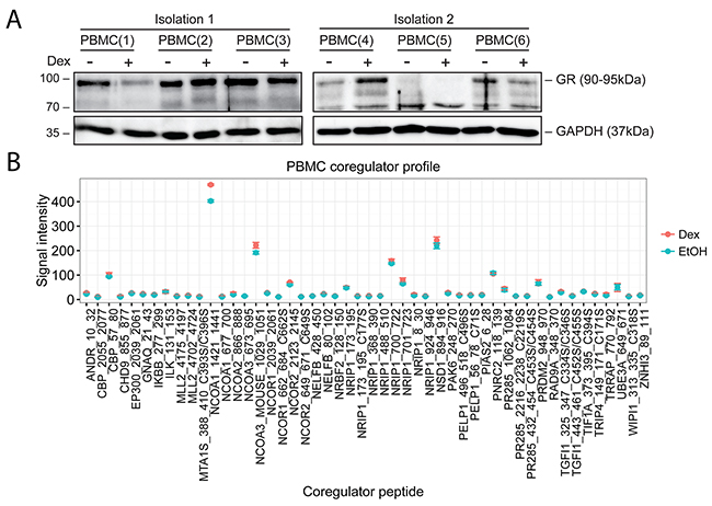 Endogenous GR levels and coregulator profile of PBMCs.