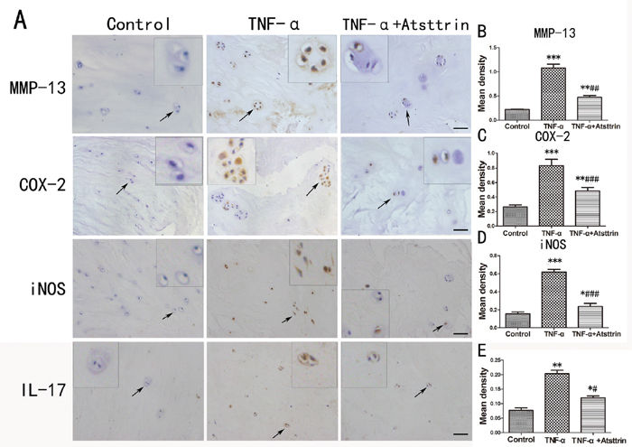 Atsttrin reduced TNF-&alpha;-induced inflammatory cytokines in human nucleus.