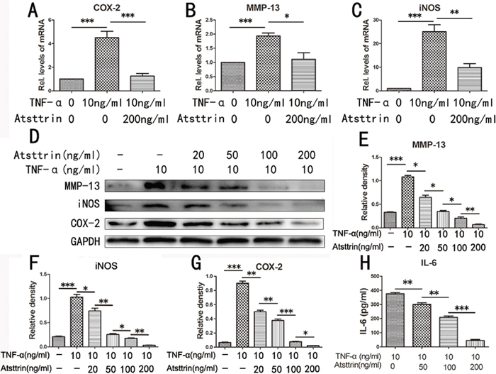 Atsttrin protects against IDD via inhibiting TNF-&alpha; signaling.