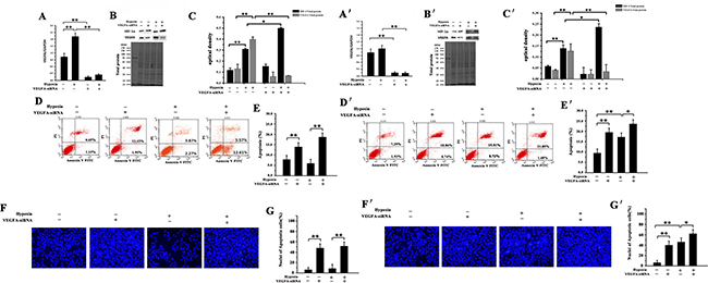 Effect of VEGFA-siRNA on HIF-1&#x03B1; and VEGFA expression and apoptotic level in NMR and mouse HSCs.