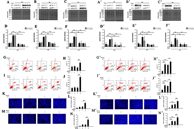 Effect of YC-1 or KC7F2 on HIF-1&#x03B1; and VEGFA expression and apoptosis in NMR or mouse HSCs.