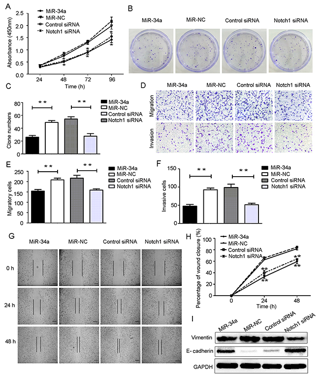 Overexpression of miR-34a suppressed HEC-1-B cells proliferation, migration, invasion and EMT by targeting Notch1.