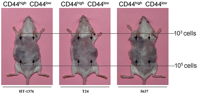 Generation of CD44high and CD44low xenografts in NOD/SCID mice.