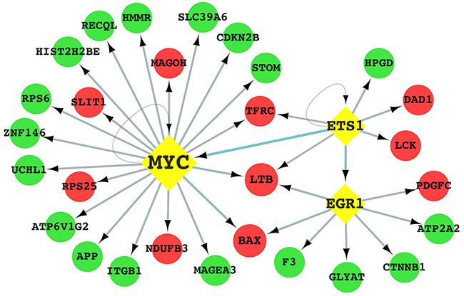 Transcription factor-gene regulatory network potentially involved in the regulation of bladder TICs characteristics.