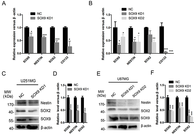 SOX9 regulated the expression of stem cell markers in glioma cells.