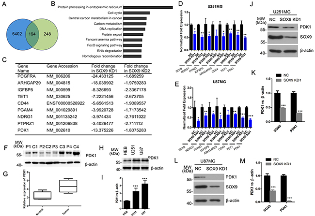 PDK1 is a downstream target of SOX9.