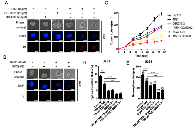 PDK1 and SOX9 knockdown sensitized GSC to TMZ in vitro and in vivo.