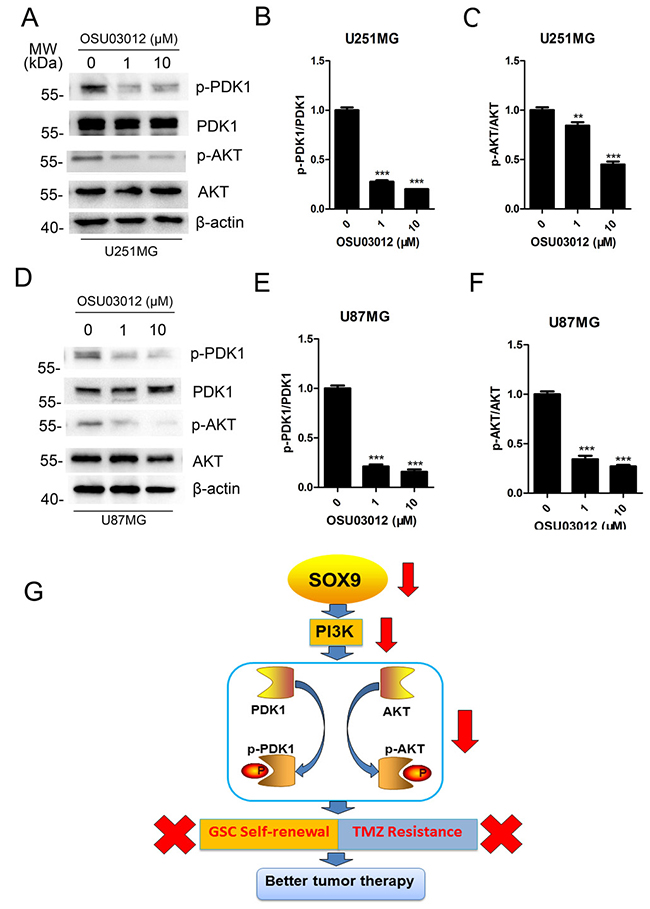 Mechanism of SOX9-PDK1 regulation axis in GSC self-renewal and TMZ resistance.