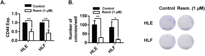 Resminostat decreases CD44 expression and the stemness capacity of HCC cells.