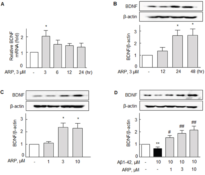 Aripiprazole-stimulated increase in BDNF mRNA and protein expression in N2a cells.