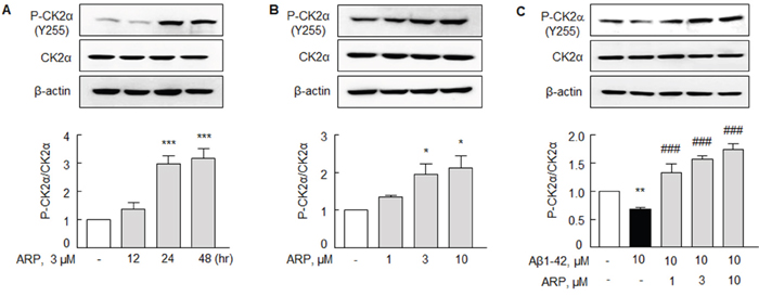 Aripiprazole stimulation of P-CK2&#x03B1; (Y 255) in N2a cells.
