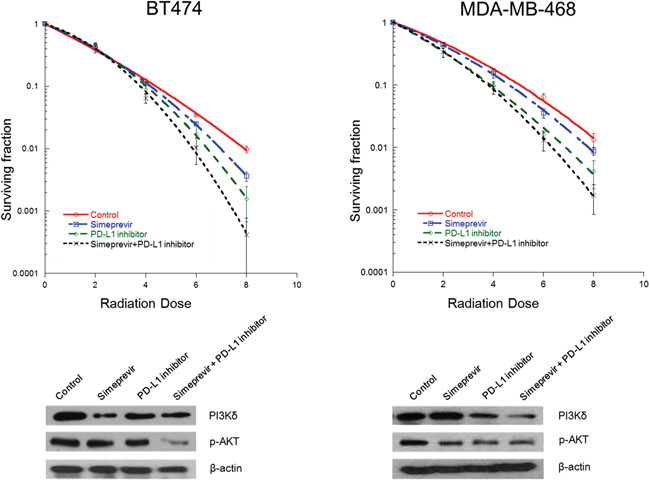 Effect of Simeprevir on radiosensitizing effect of PD-L1 blockade in BT474 and MDA-MB-468 cells.