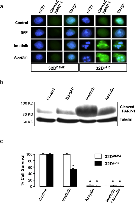 Apoptin kills both BCR-ABL1 positive and negative cells.